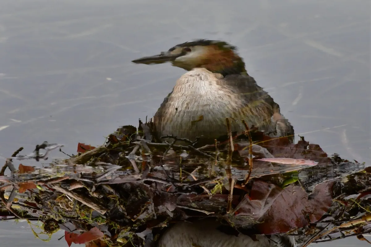Oiseau sauvage dans son milieu naturel — photographie d’Yvon JACQUES