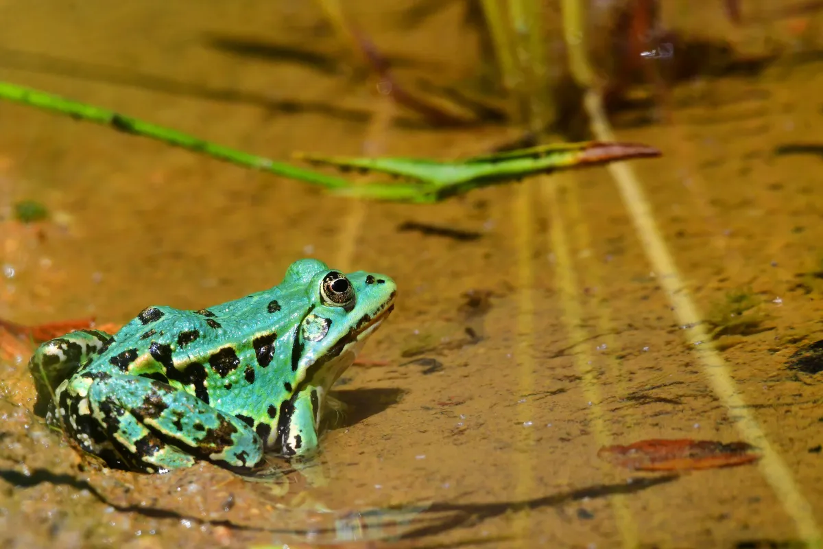 Grenouille, crapaud ou batracien à fleur d’eau — photographie d’Yvon JACQUES