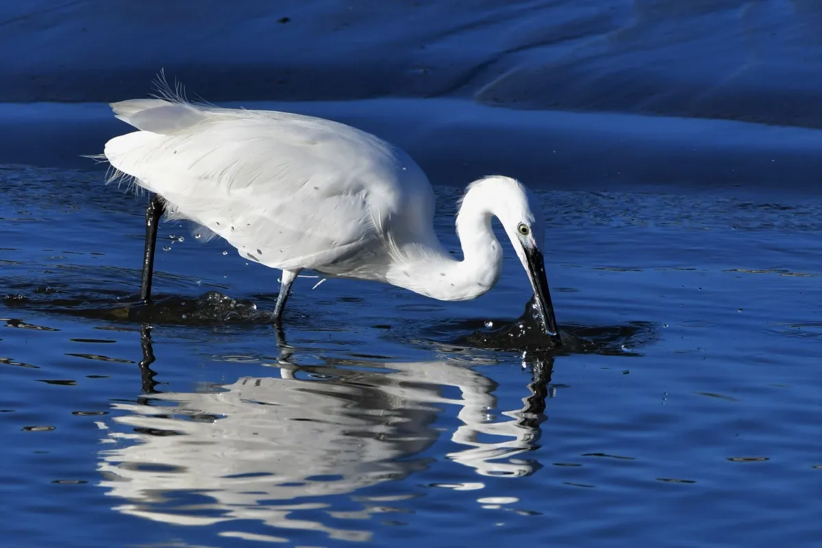 Oiseau sauvage dans son milieu naturel — photographie d’Yvon JACQUES