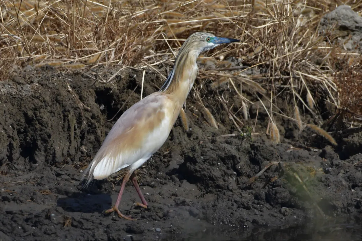 Oiseau sauvage au bec remarquable — photographie d’Yvon JACQUES