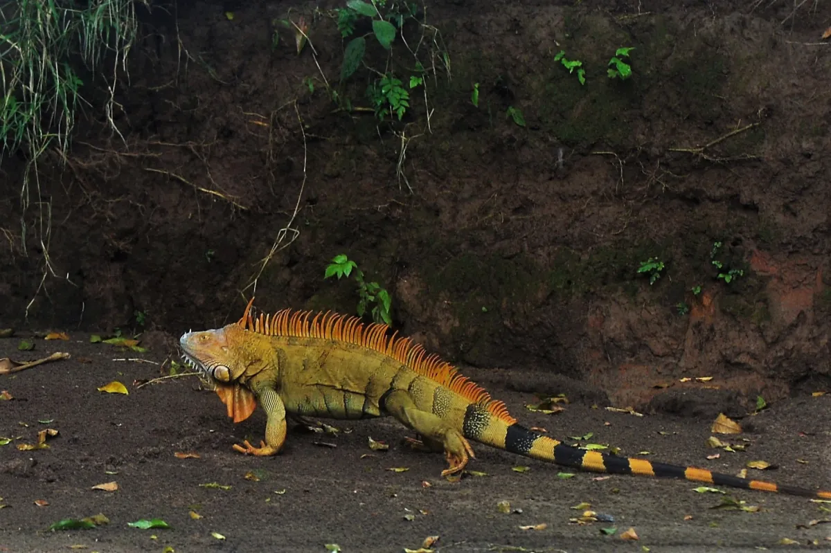 Lézard sauvage dans son habitat — photographie d’Yvon JACQUES