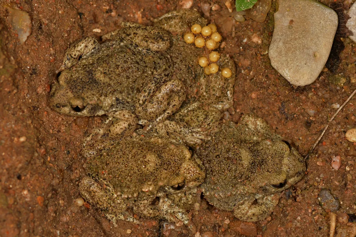 Grenouille, crapaud ou batracien à fleur d’eau — photographie d’Yvon JACQUES