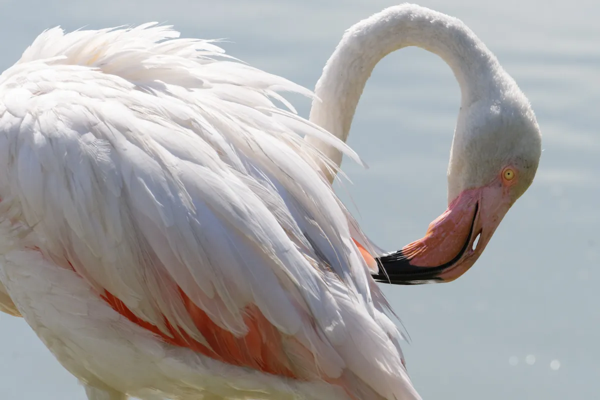 Flamant rose dans la lumière de Camargue — photographie d’Yvon JACQUES