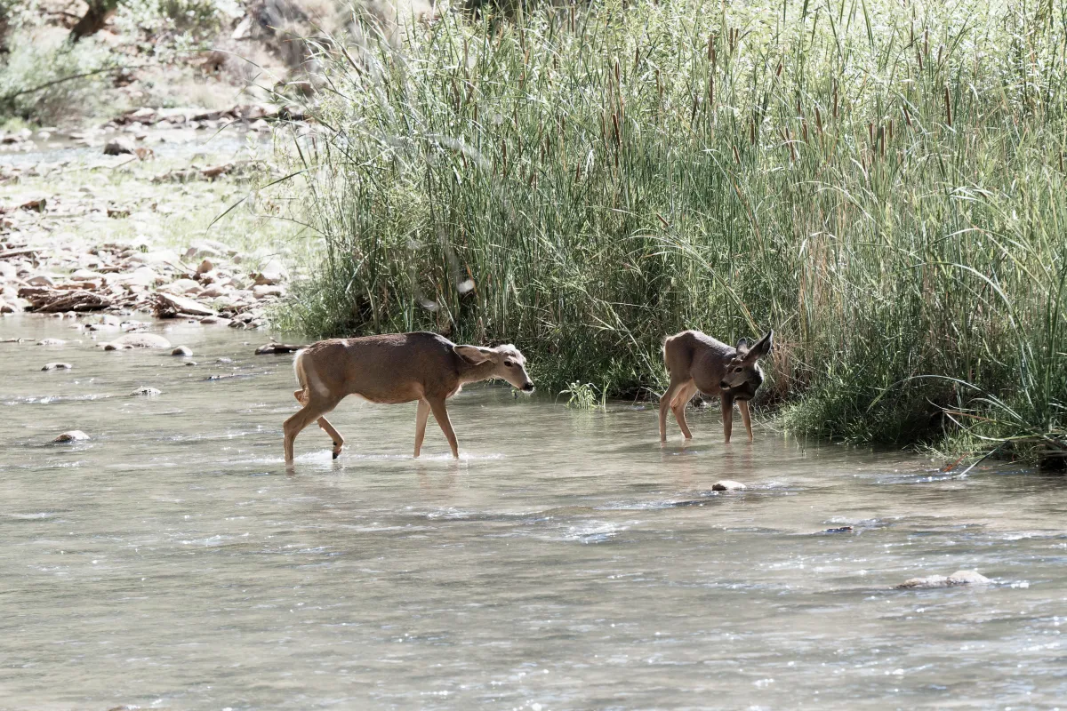 Faune ou paysage des grands espaces américains — photographie d’Yvon JACQUES