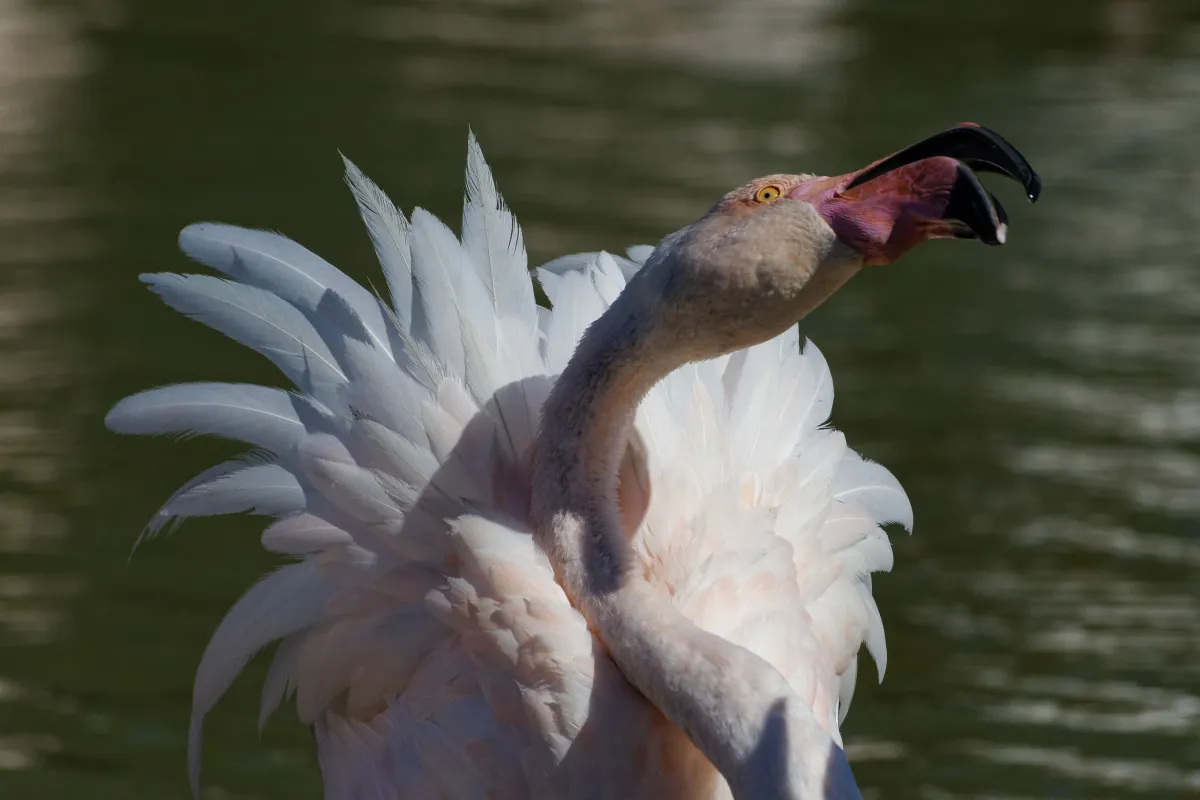 Flamant rose dans la lumière de Camargue — photographie d’Yvon JACQUES
