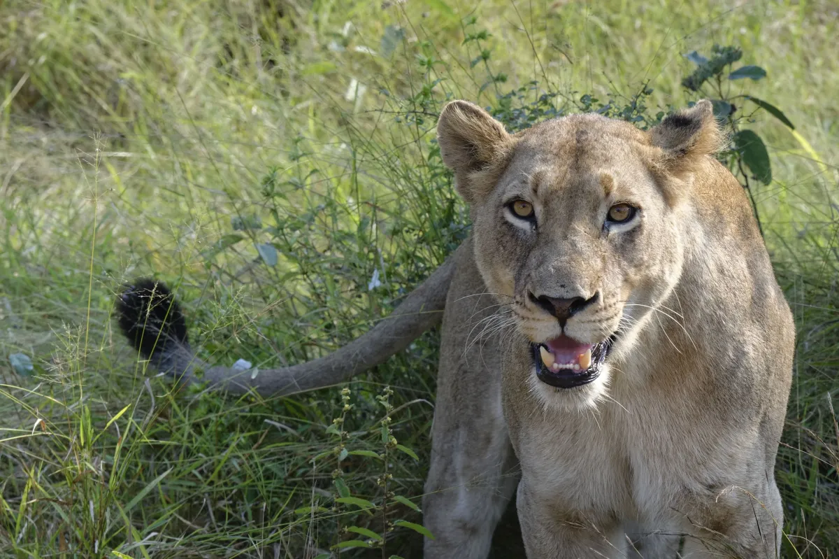 Faune, paysage ou rencontre en Afrique du Sud — photographie d’Yvon JACQUES