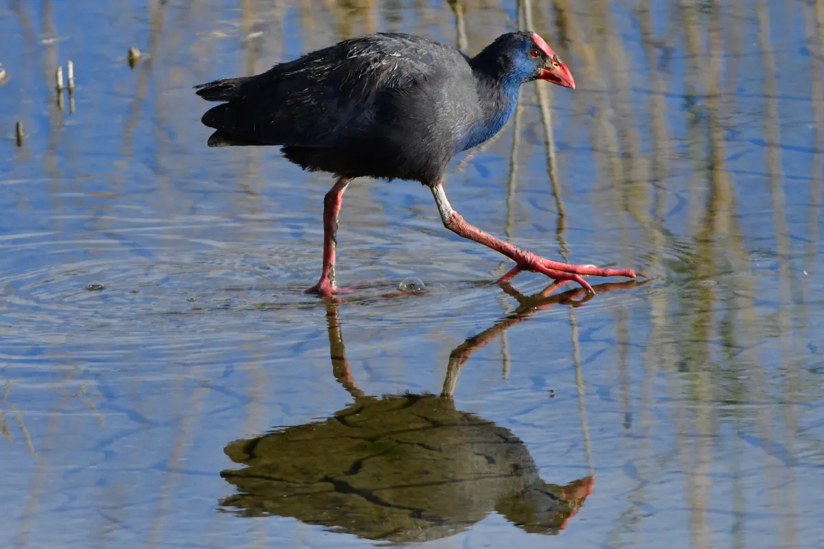 Oiseau sauvage dans son milieu naturel — photographie d’Yvon JACQUES