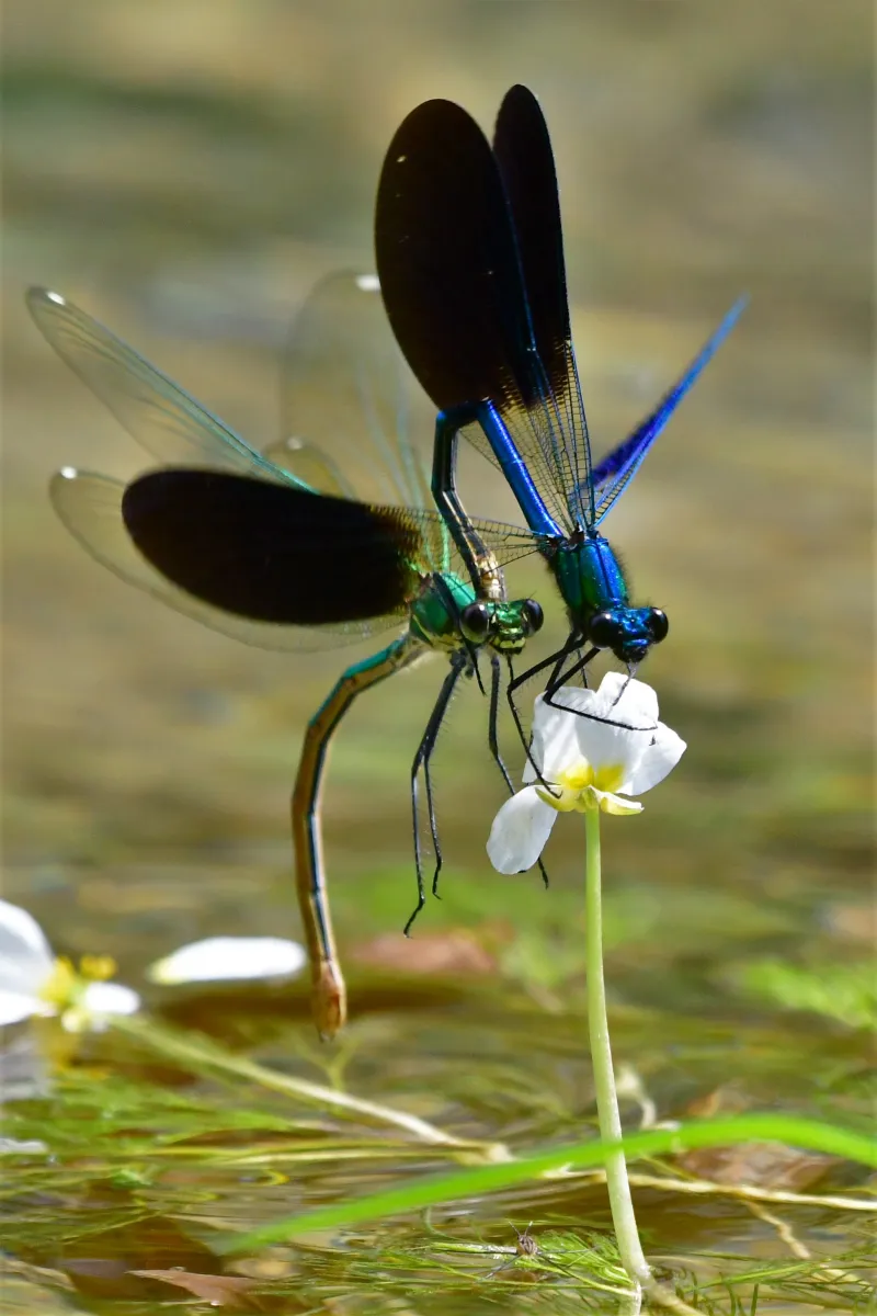 Libellule en vol, en ponte ou au repos — photographie d’Yvon JACQUES