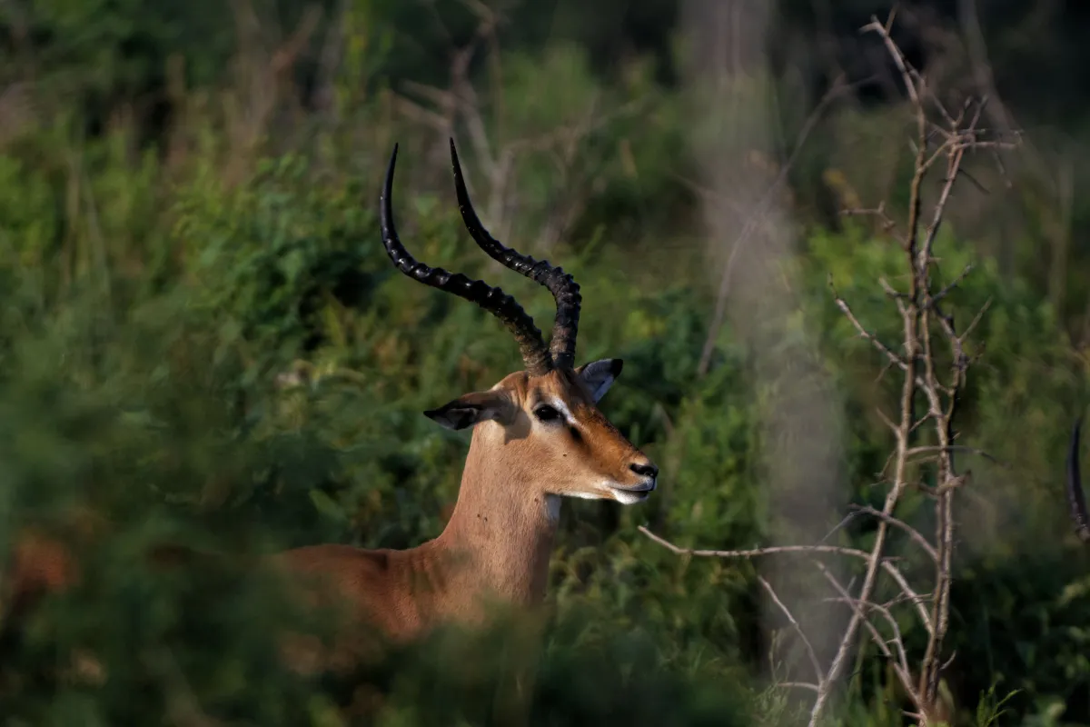 Faune, paysage ou rencontre en Afrique du Sud — photographie d’Yvon JACQUES