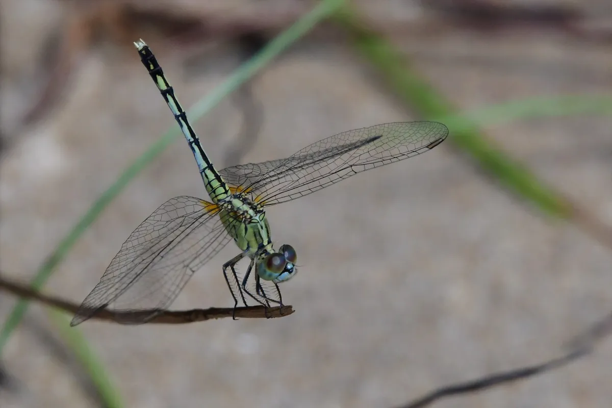 Libellule du Vietnam dans un milieu tropical — photographie d’Yvon JACQUES