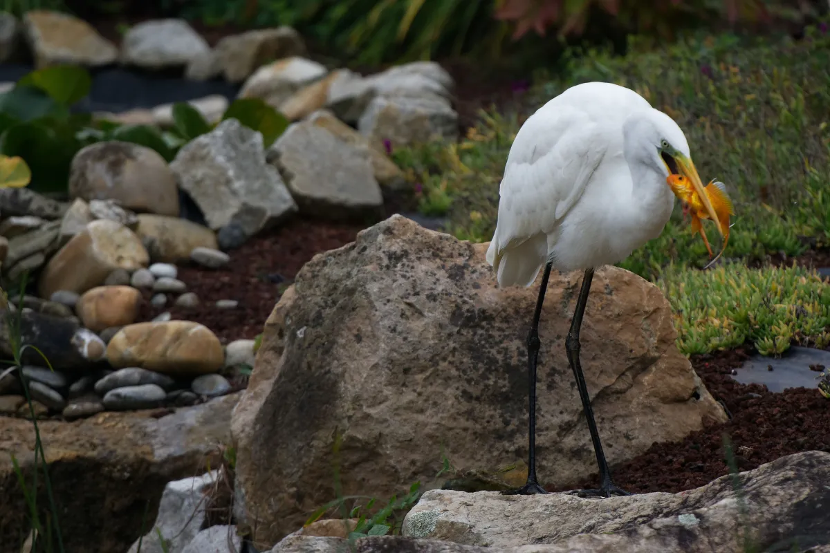 Oiseau sauvage au bec remarquable — photographie d’Yvon JACQUES