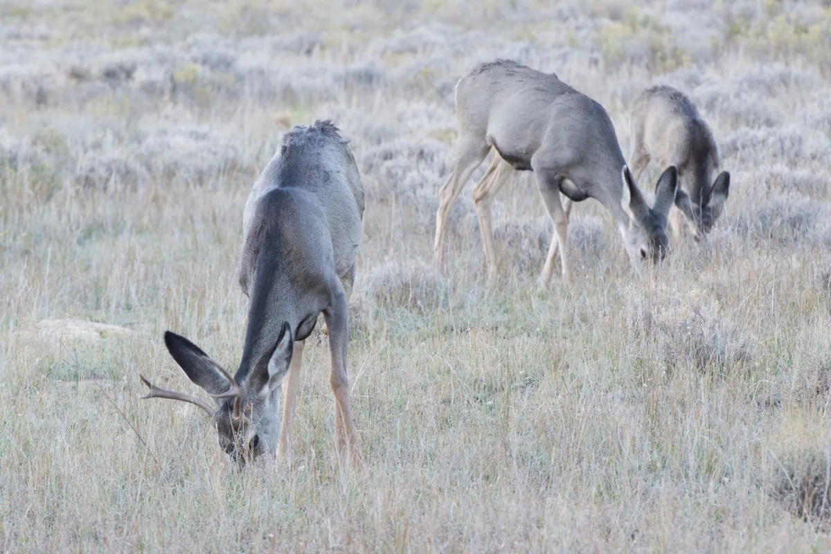Faune ou paysage des grands espaces américains — photographie d’Yvon JACQUES