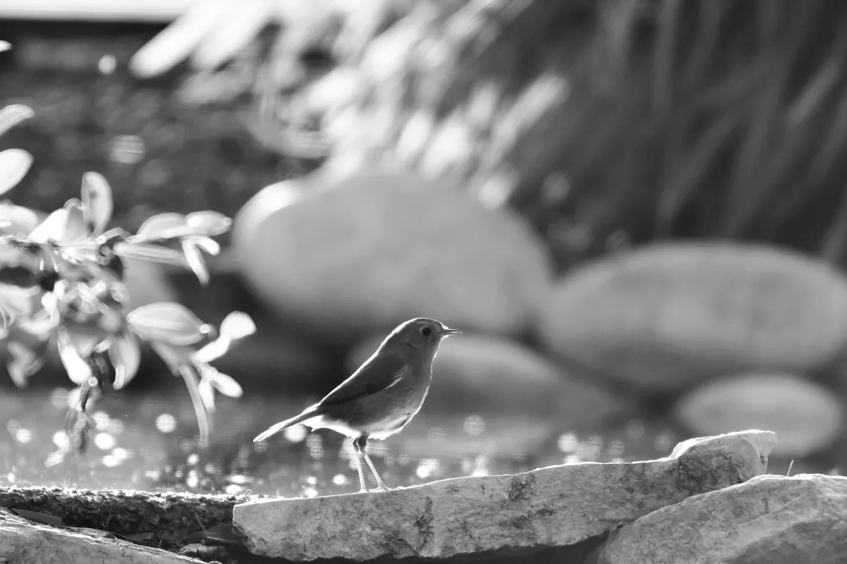 Photographie en noir et blanc jouant avec les ombres et la lumière — photographie d’Yvon JACQUES