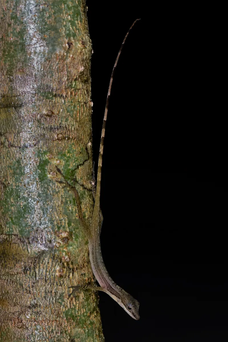 Lézard sauvage dans son habitat — photographie d’Yvon JACQUES