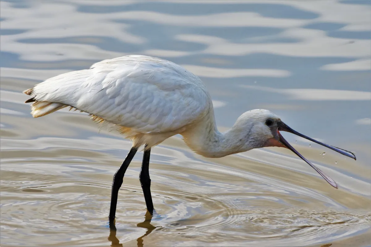 Oiseau sauvage dans son milieu naturel — photographie d’Yvon JACQUES