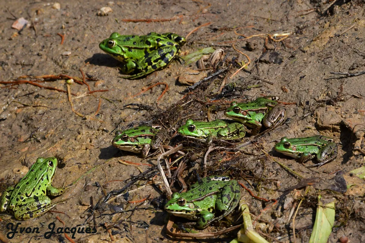 Grenouille, crapaud ou batracien à fleur d’eau — photographie d’Yvon JACQUES