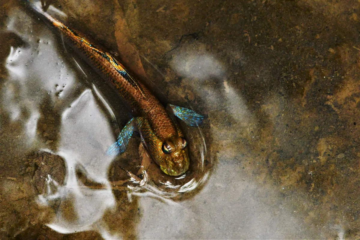 Périophtalme entre terre et eau — photographie d’Yvon JACQUES