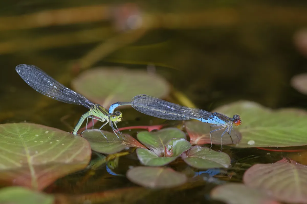 Libellule en vol, en ponte ou au repos — photographie d’Yvon JACQUES
