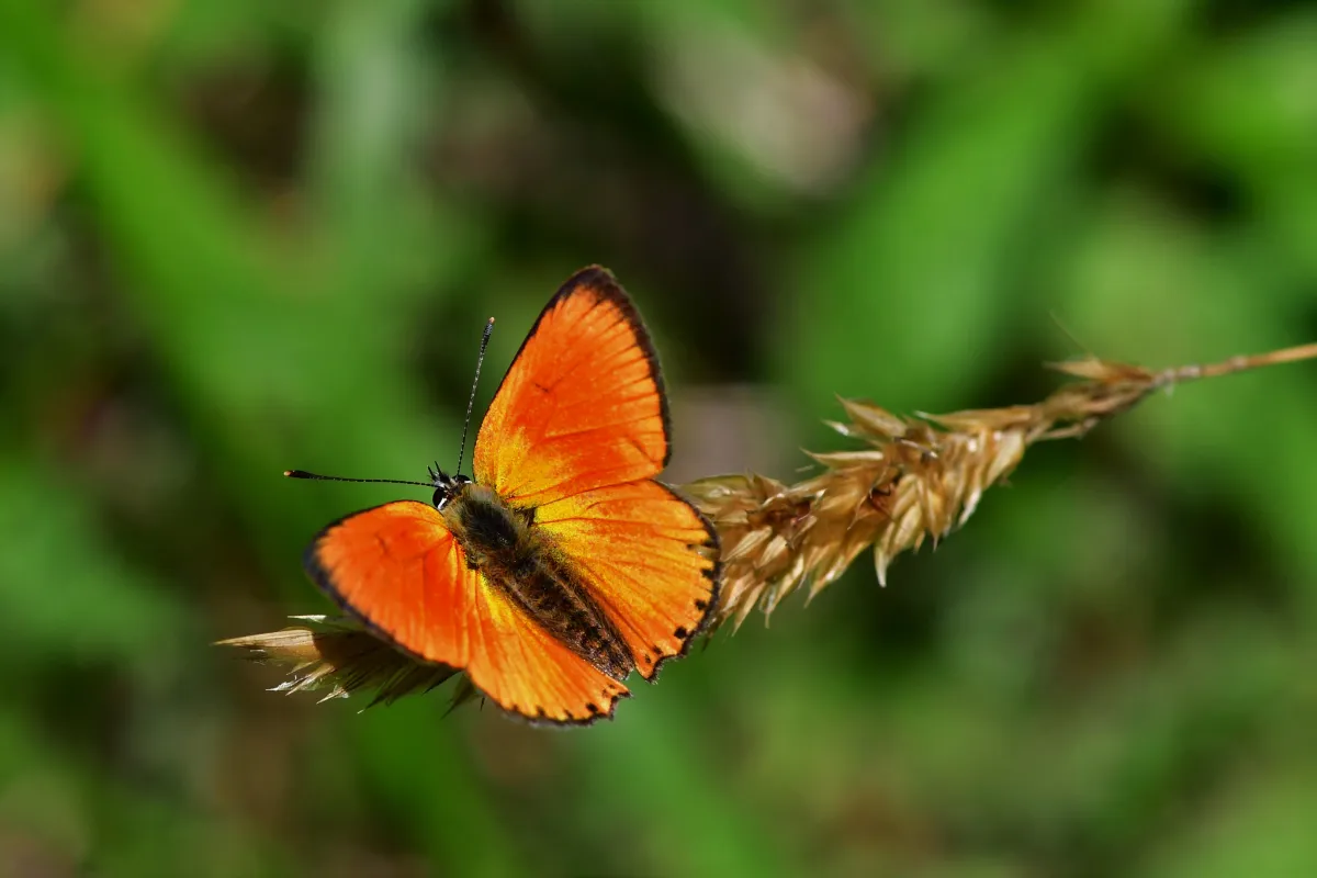 Papillon sauvage posé sur la végétation — photographie d’Yvon JACQUES