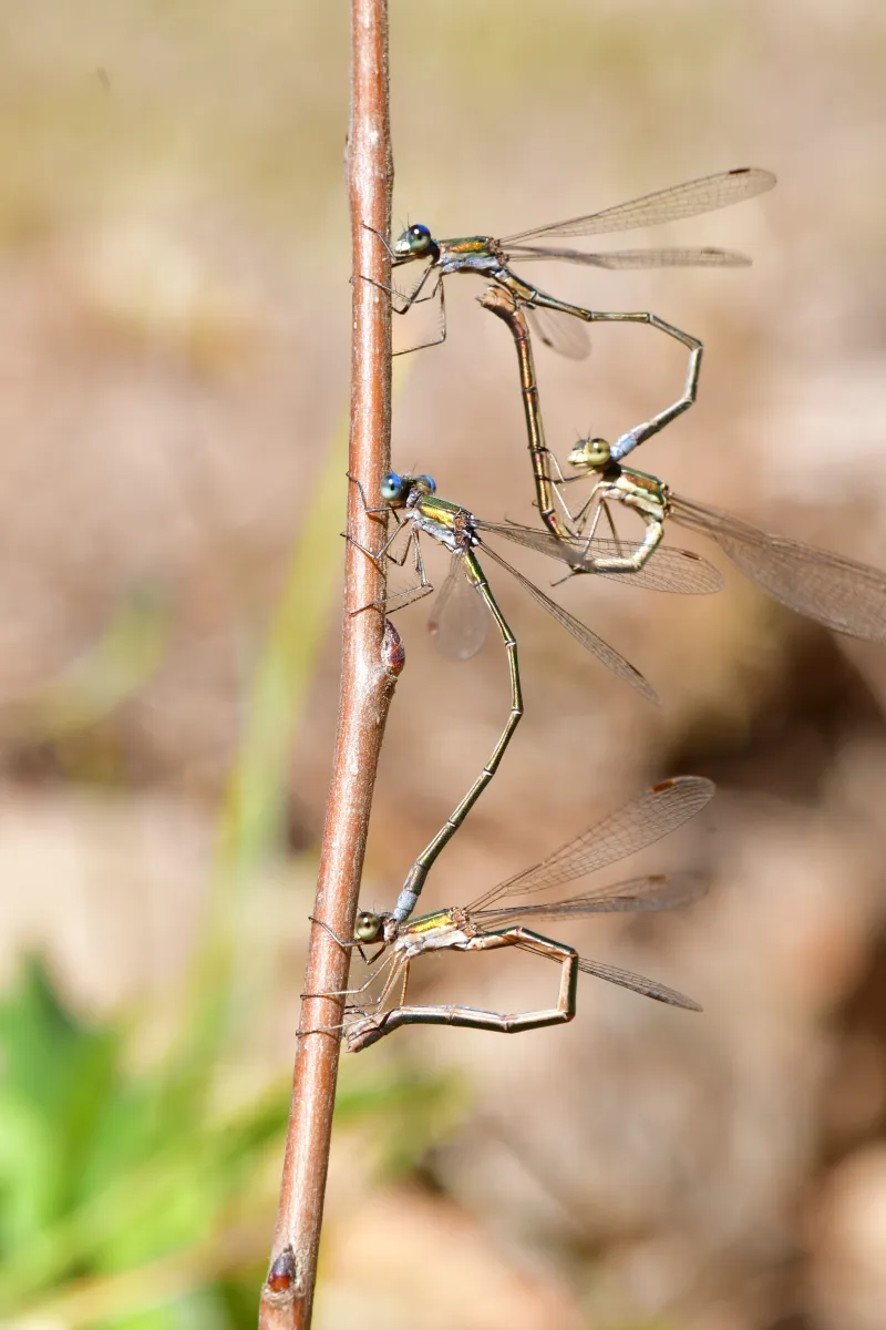 Libellule en vol, en ponte ou au repos — photographie d’Yvon JACQUES