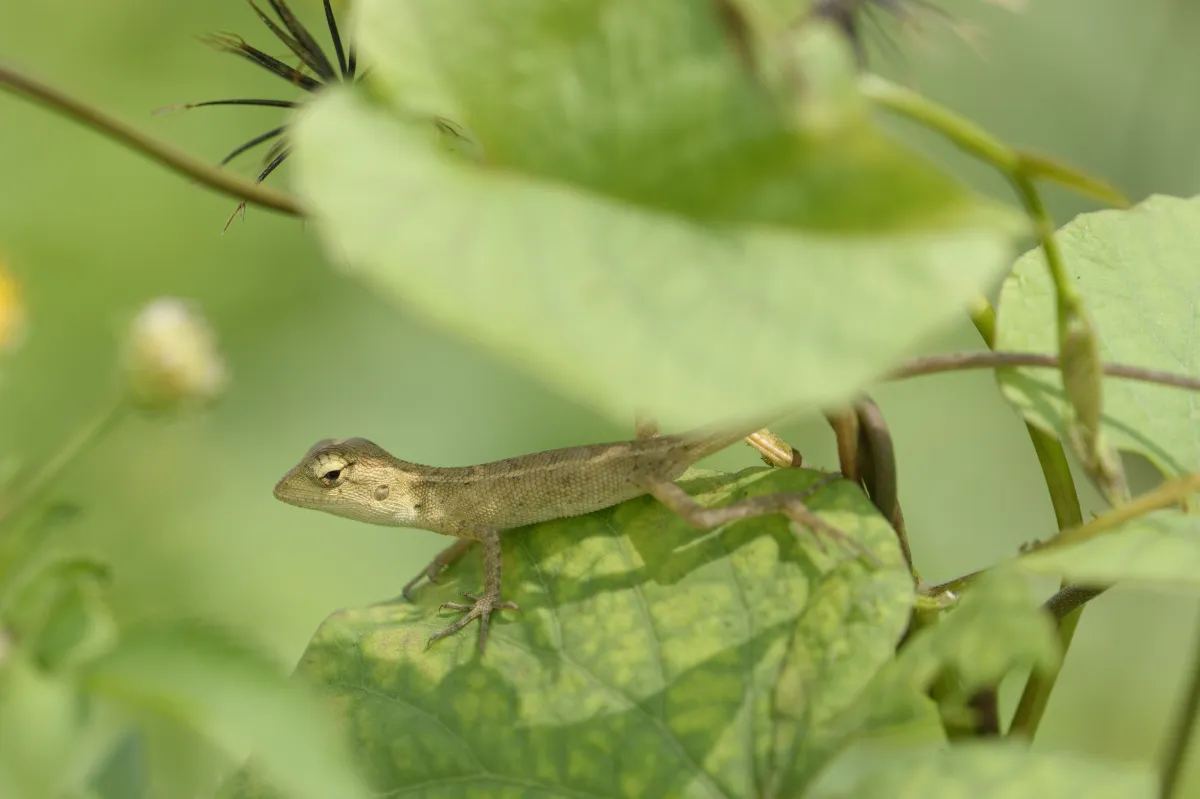 Lézard sauvage dans son habitat — photographie d’Yvon JACQUES