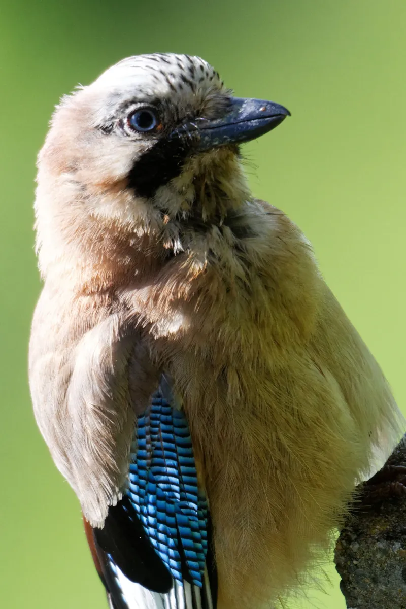 Oiseau sauvage dans son milieu naturel — photographie d’Yvon JACQUES