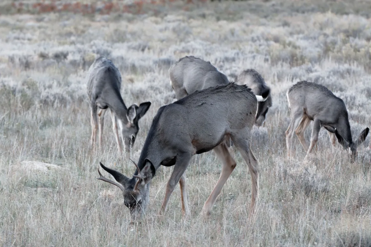 Faune ou paysage des grands espaces américains — photographie d’Yvon JACQUES