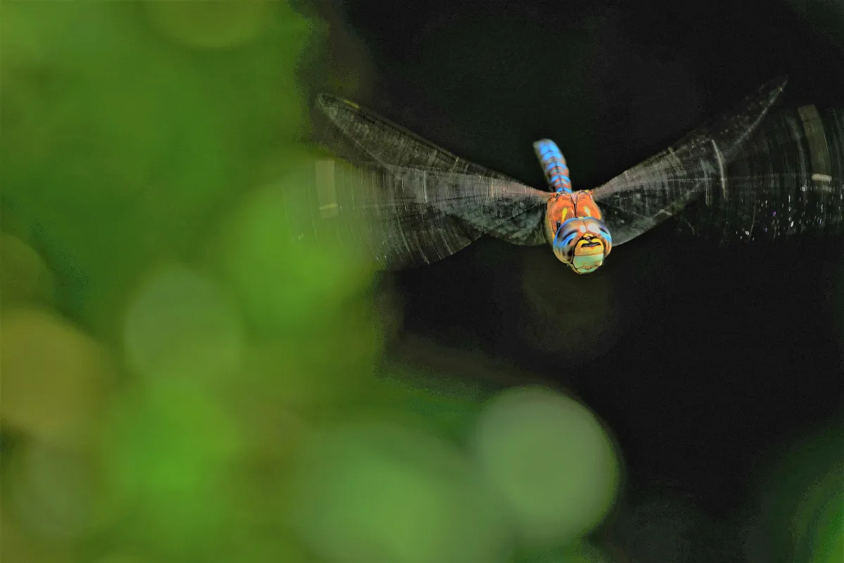 Libellule en vol, en ponte ou au repos — photographie d’Yvon JACQUES