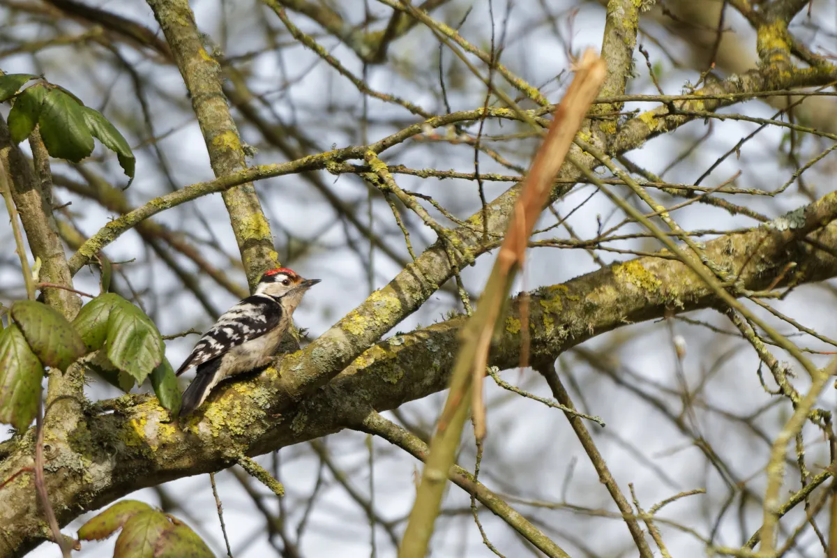 Pic photographié sur un arbre — photographie d’Yvon JACQUES