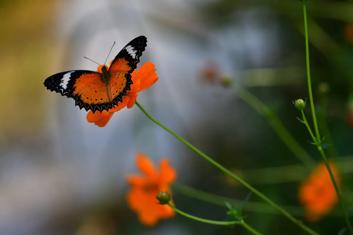 Papillon sauvage posé sur la végétation — photographie d’Yvon JACQUES