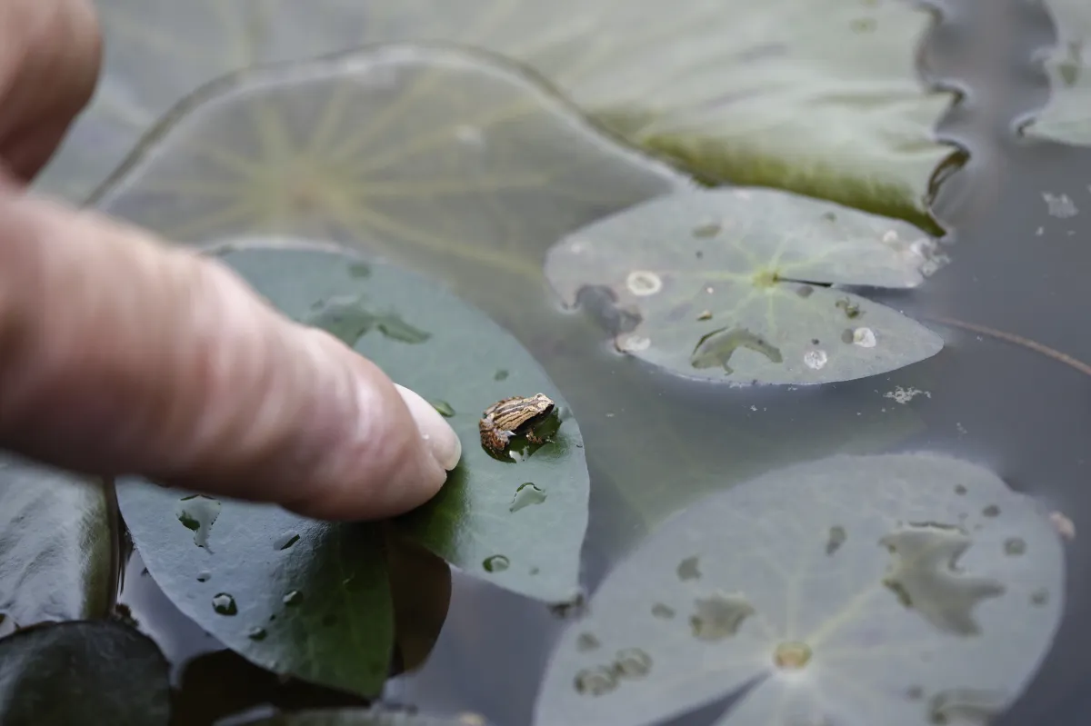 Grenouille, crapaud ou batracien à fleur d’eau — photographie d’Yvon JACQUES