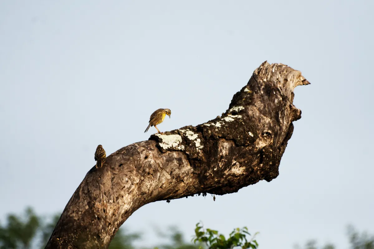 Faune, paysage ou rencontre en Afrique du Sud — photographie d’Yvon JACQUES