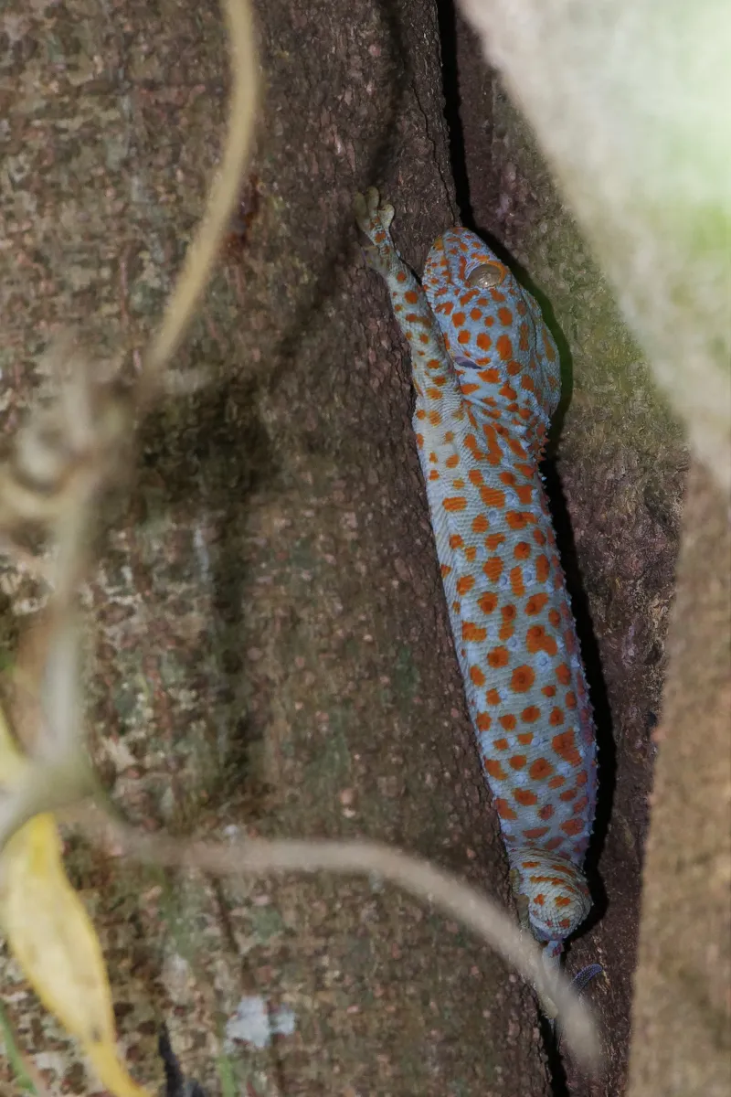 Lézard sauvage dans son habitat — photographie d’Yvon JACQUES