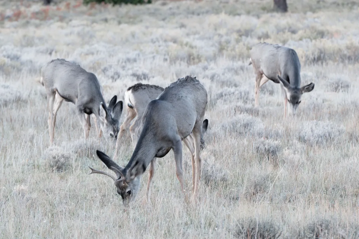 Faune ou paysage des grands espaces américains — photographie d’Yvon JACQUES