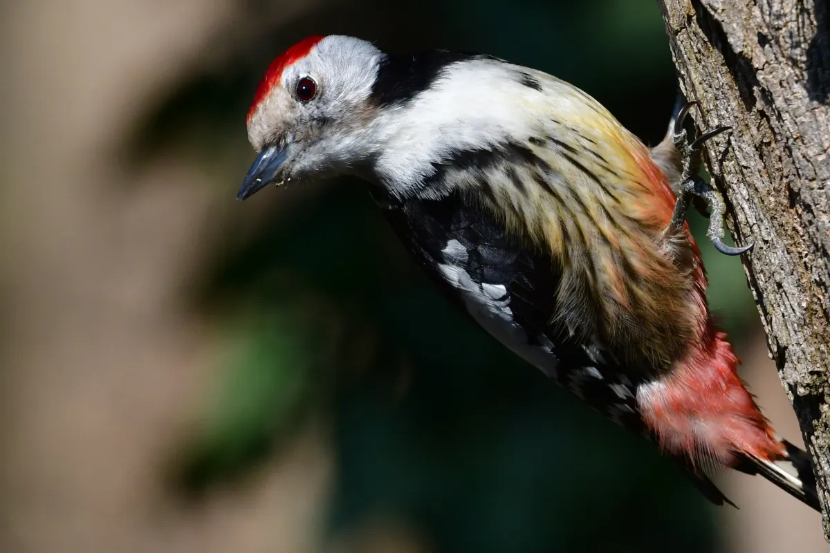 Pic photographié sur un arbre — photographie d’Yvon JACQUES