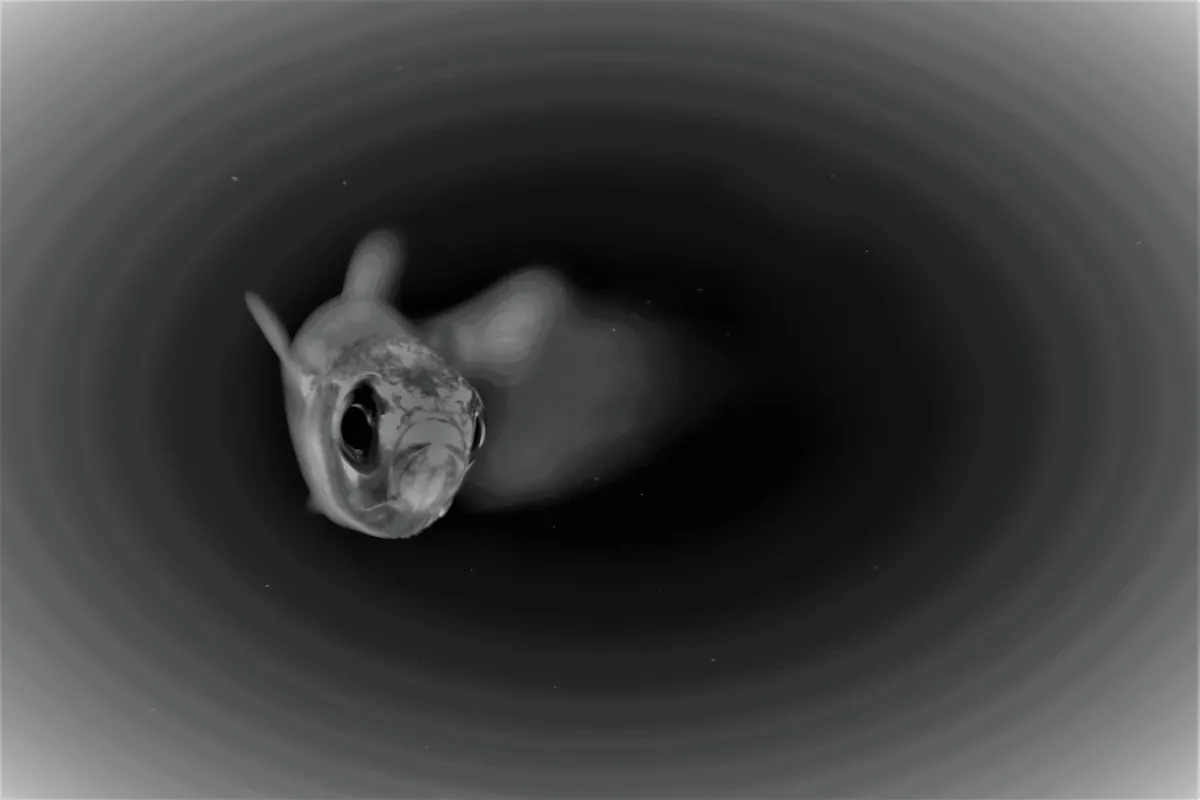 Photographie animalière artistique en high-key — photographie d’Yvon JACQUES