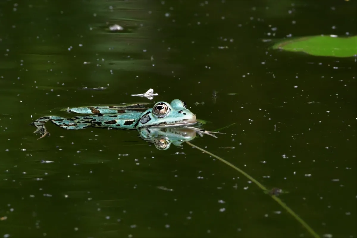 Grenouille, crapaud ou batracien à fleur d’eau — photographie d’Yvon JACQUES