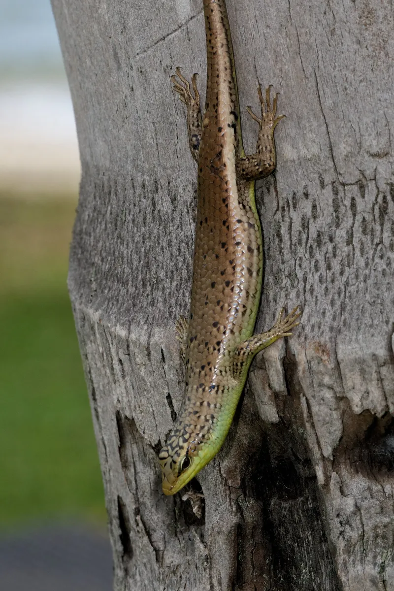 Lézard sauvage dans son habitat — photographie d’Yvon JACQUES