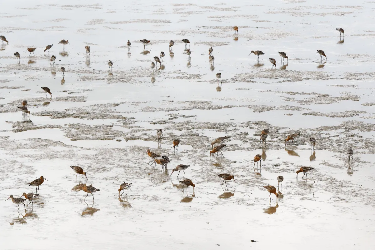 Oiseau sauvage dans son milieu naturel — photographie d’Yvon JACQUES