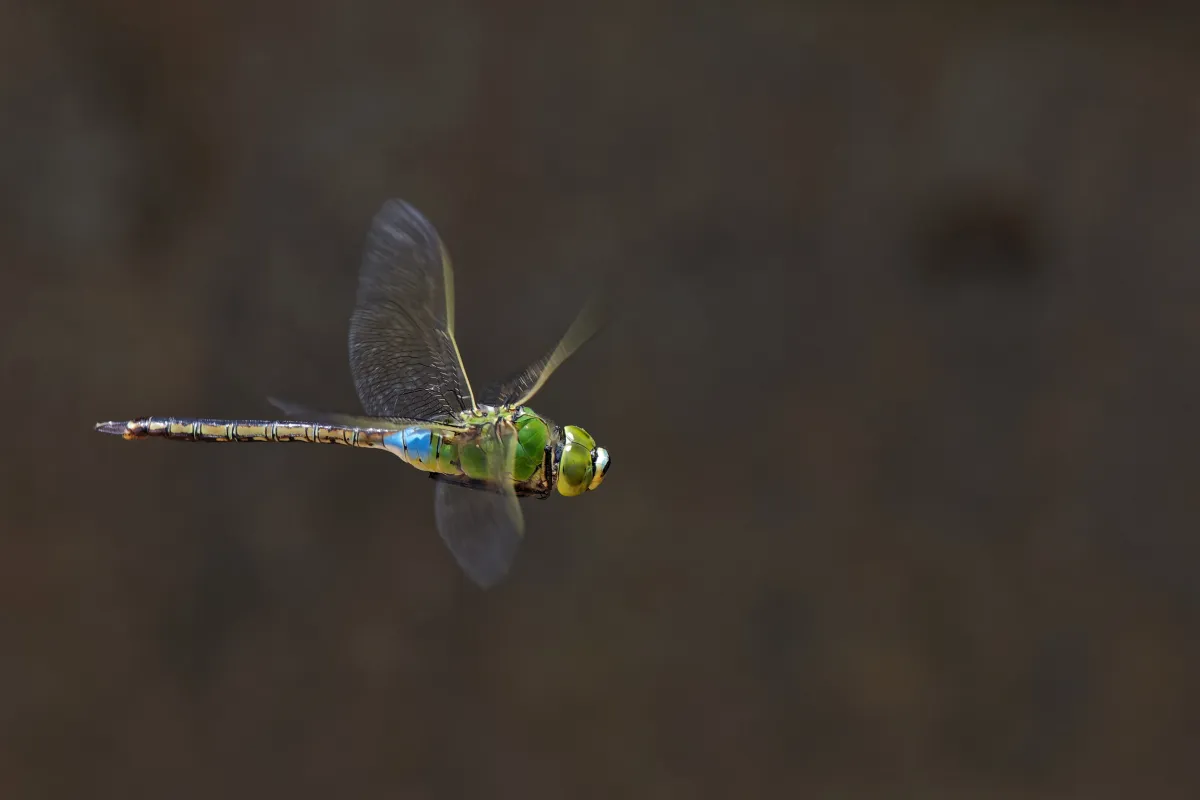 Libellule du Vietnam dans un milieu tropical — photographie d’Yvon JACQUES