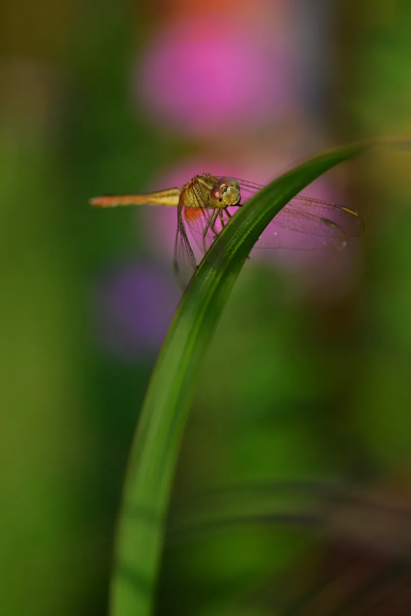 Libellule du Vietnam dans un milieu tropical — photographie d’Yvon JACQUES