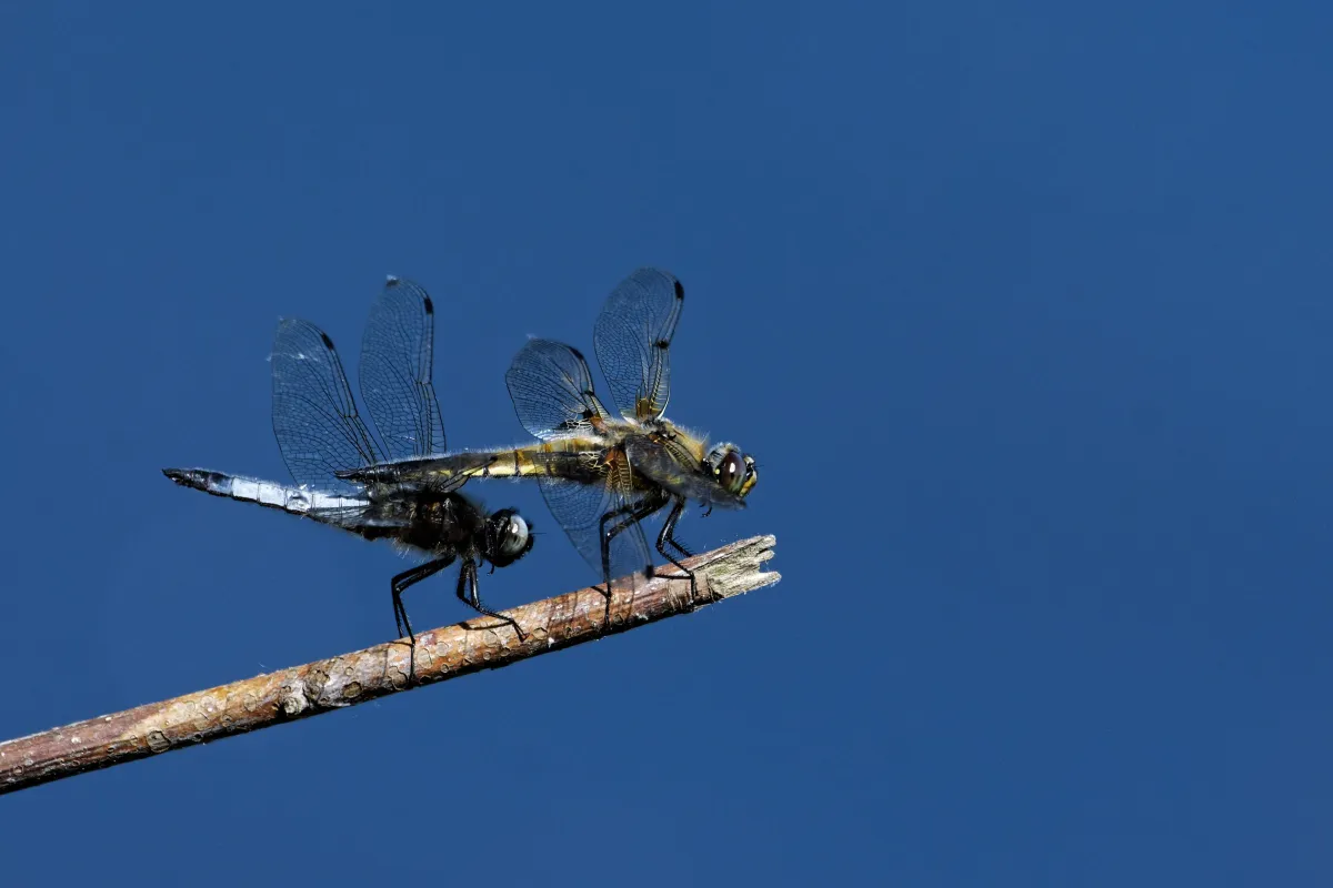 Libellule de France près d’une zone humide — photographie d’Yvon JACQUES