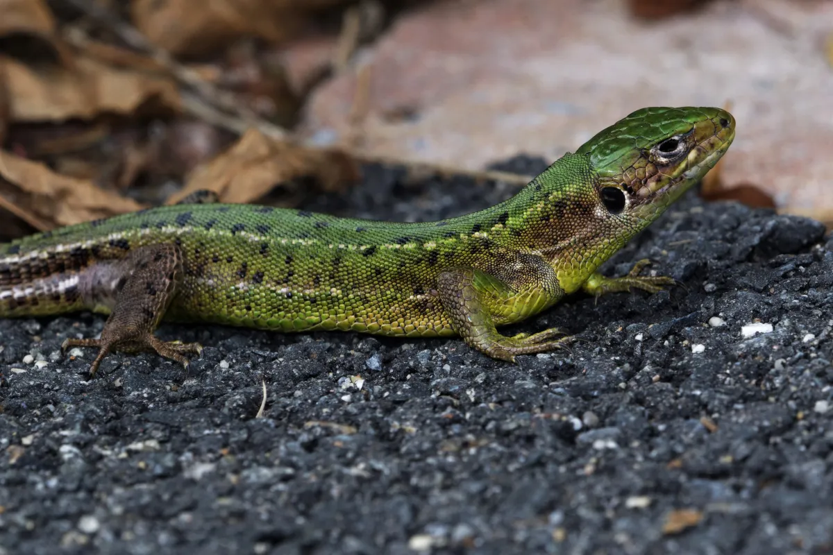 Lézard sauvage dans son habitat — photographie d’Yvon JACQUES