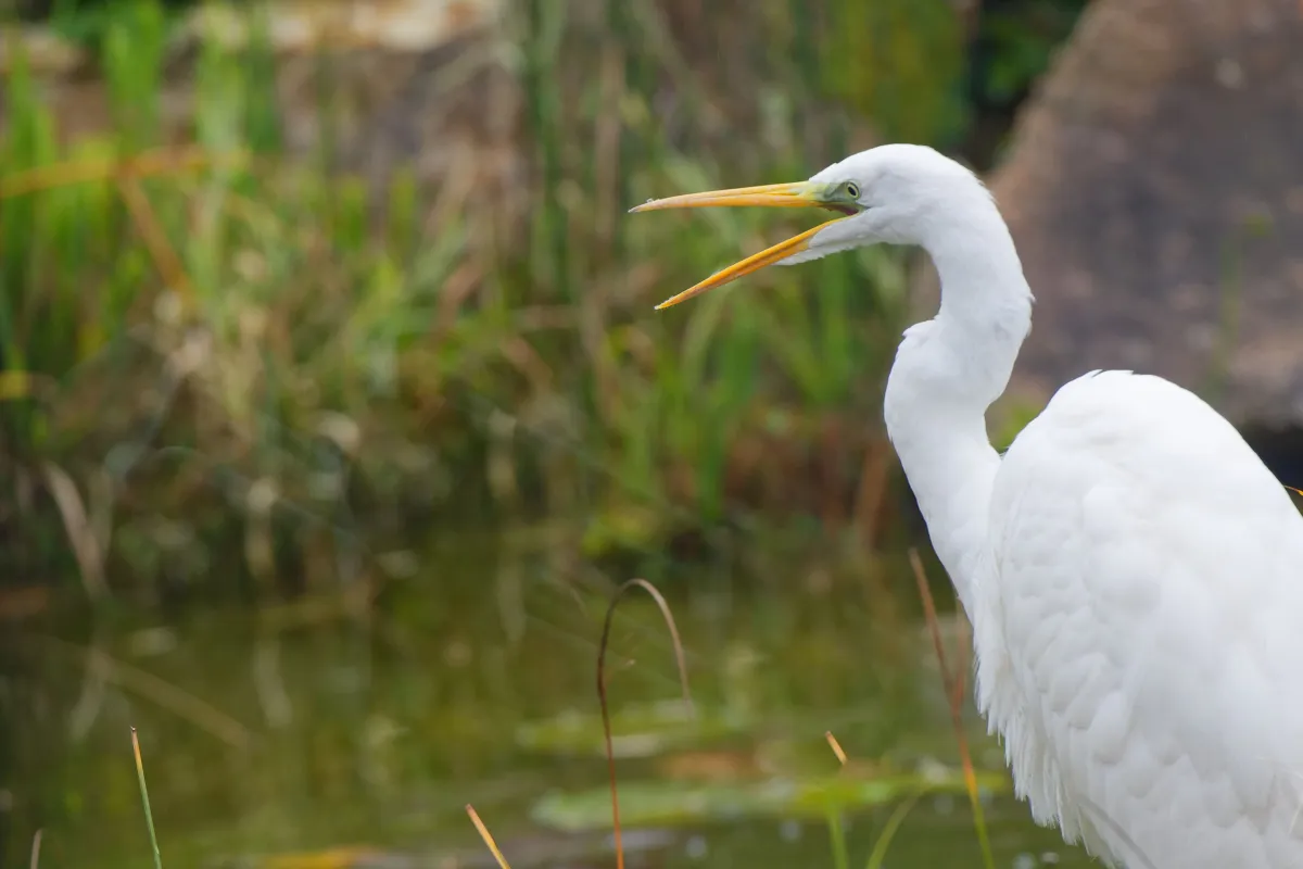 Oiseau sauvage dans son milieu naturel — photographie d’Yvon JACQUES