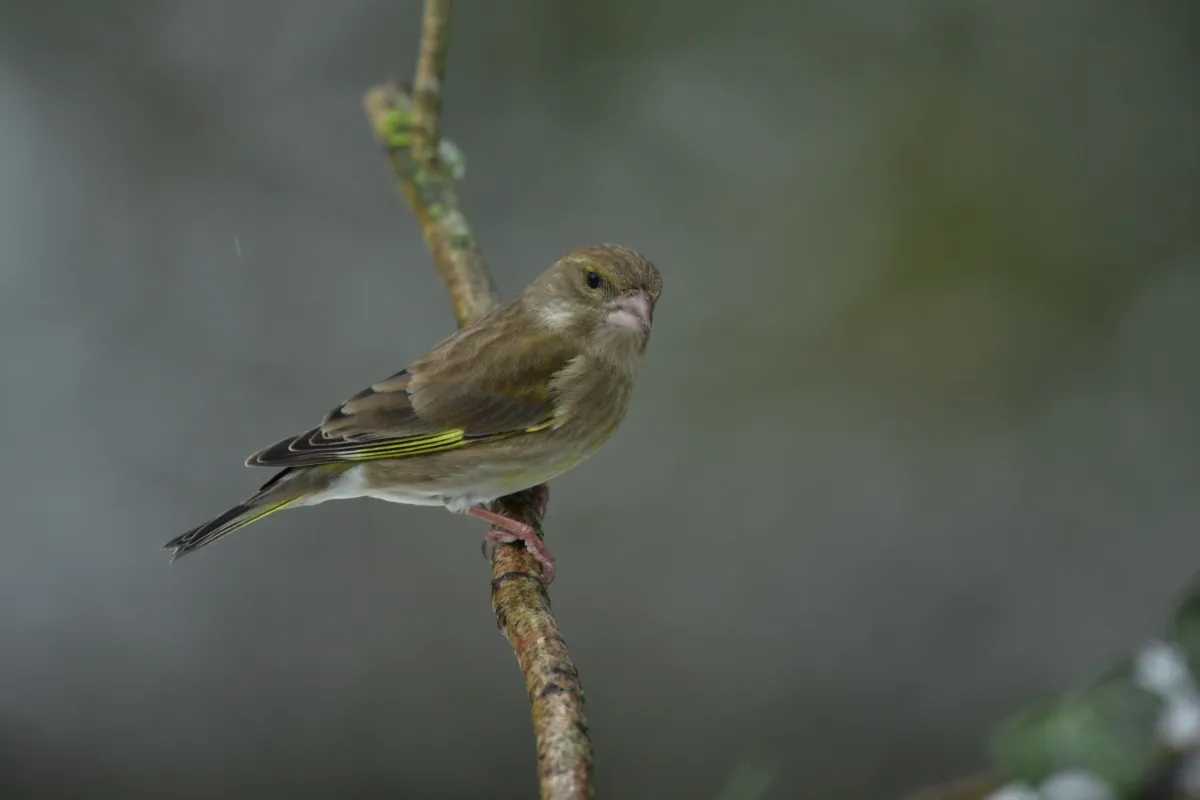 Oiseau sauvage dans son milieu naturel — photographie d’Yvon JACQUES