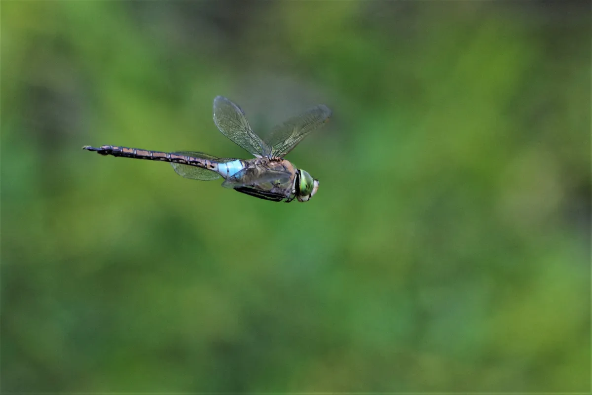 Libellule en vol, en ponte ou au repos — photographie d’Yvon JACQUES
