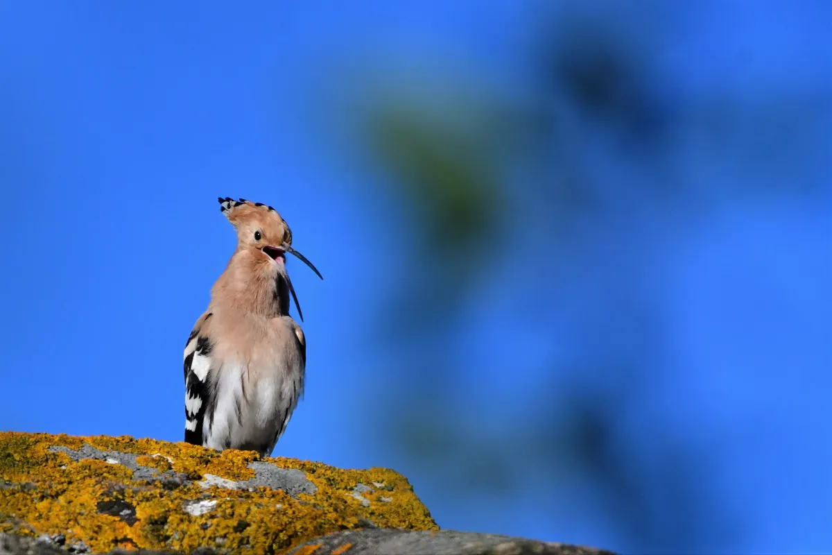 Oiseau sauvage dans son milieu naturel — photographie d’Yvon JACQUES