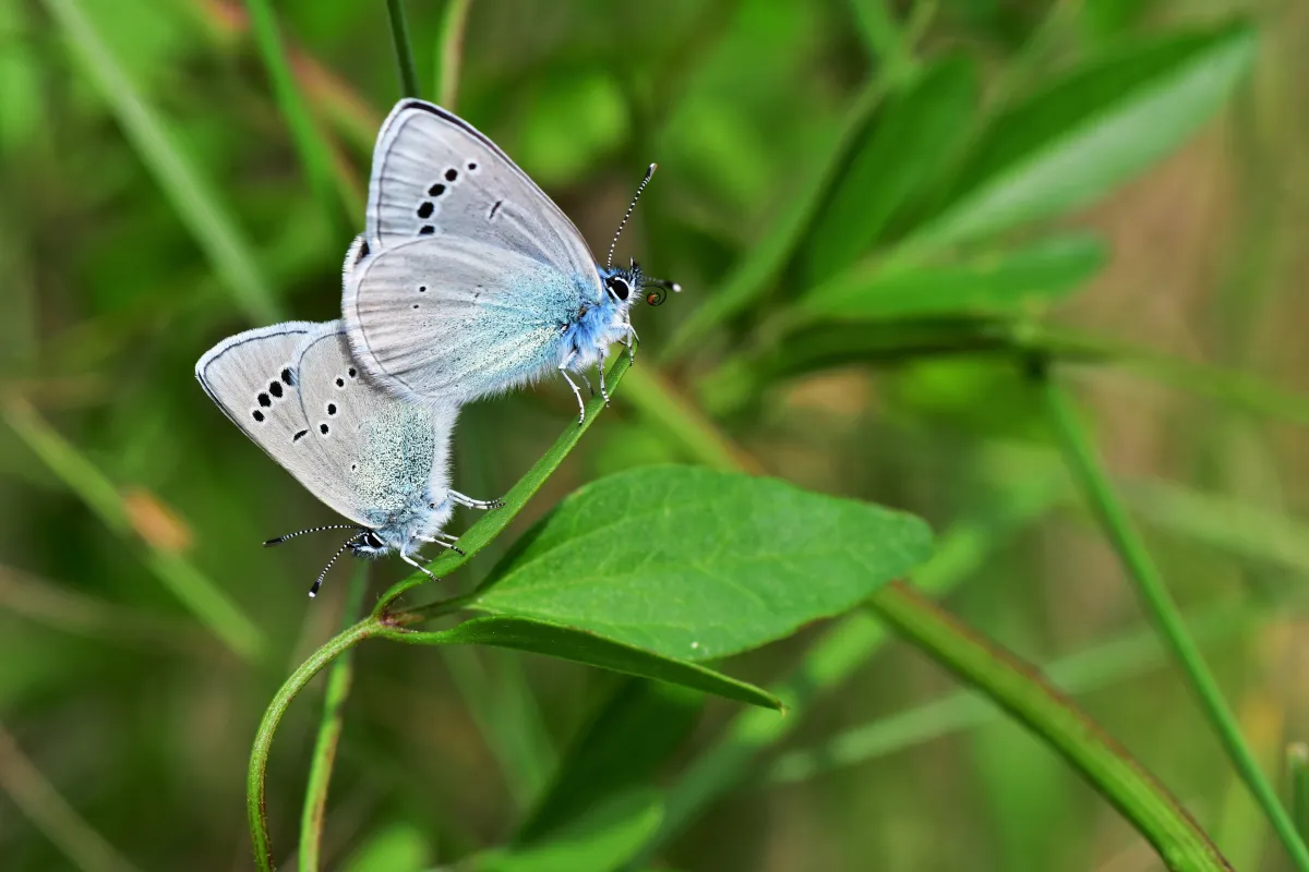 Papillon sauvage posé sur la végétation — photographie d’Yvon JACQUES
