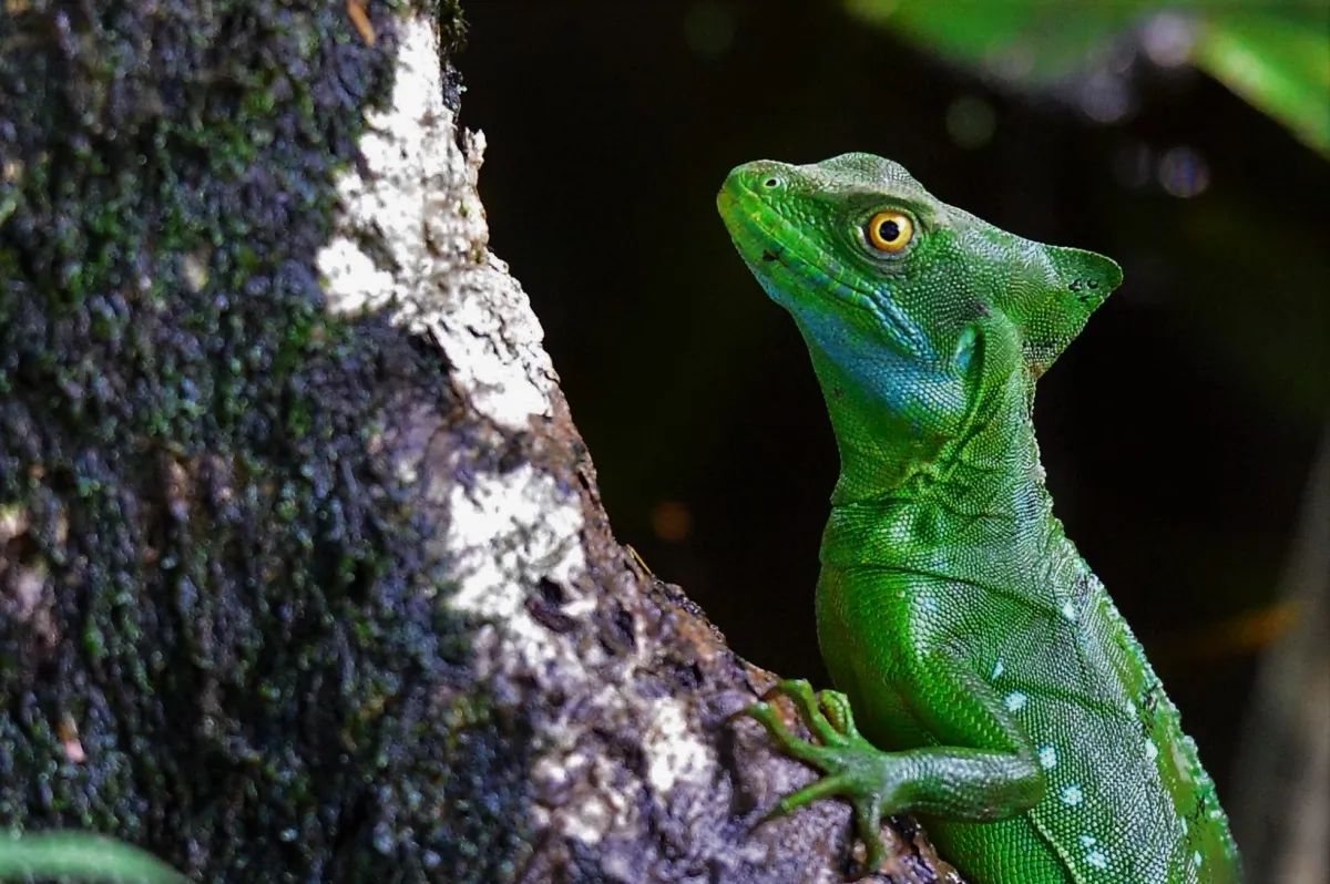 Lézard sauvage dans son habitat — photographie d’Yvon JACQUES