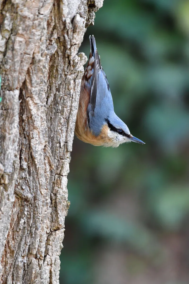 Oiseau sauvage dans son milieu naturel — photographie d’Yvon JACQUES